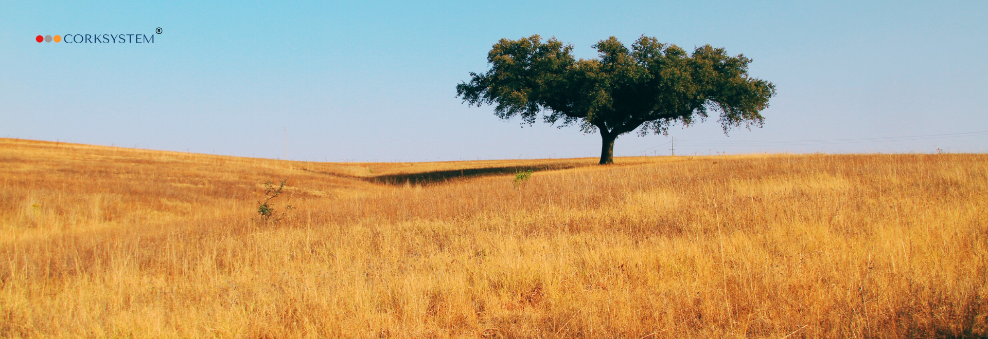 The photo shows a single, large tree growing in a vast, golden field of dry grass. The grass is yellow-brown, typical of a hot, summer or semi-arid landscape. The sky is completely clear and blue, without any clouds - suggesting very good weather. In the upper left corner is the CORKSYSTEM® logo.
